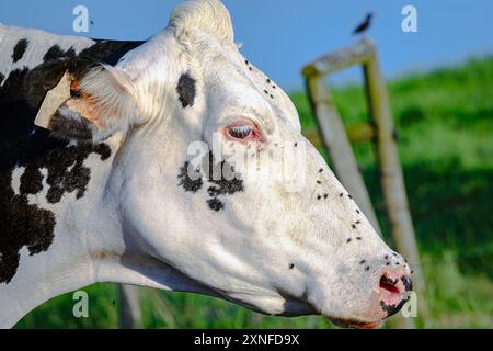 Gros plan d'une vache laitière Holstein avec son visage couvert de mouches faciales (Musca autumnalis). Banque D'Images