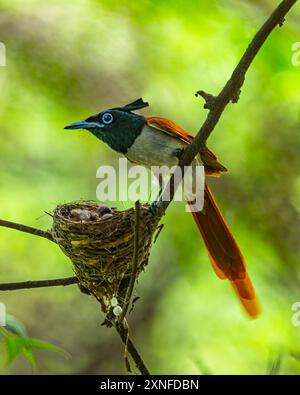 Une mouche paradisiaque assise sur son nid Banque D'Images