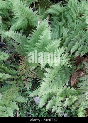 Fougère dure (Paesia scaberula) Plantae Banque D'Images