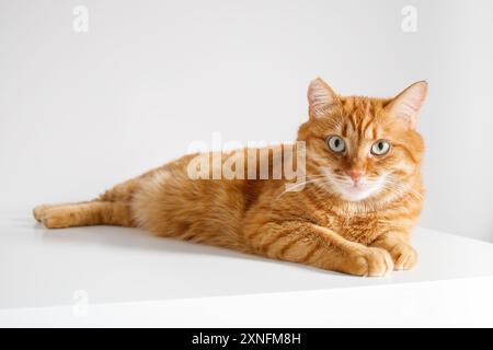 Chat adulte de gingembre couché sur fond blanc Banque D'Images