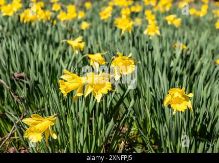 Beaucoup de belles fleurs de jonquille sauvages jaunes avec des feuilles vertes dans un pré à Cades Cove dans le parc national des Great Smokey Mountains dans le Tennessee. Banque D'Images