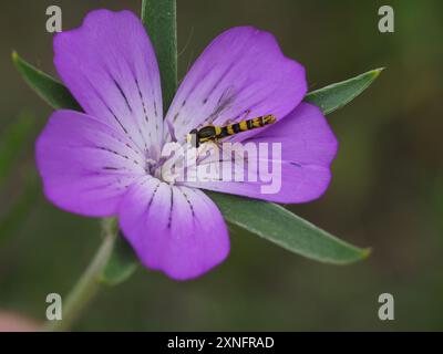 Sphaerophoria scripta, un long hoverfly, se nourrissant d'une fleur. Banque D'Images