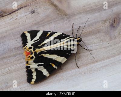 Euplagia quadripunctaria, le tigre de Jersey, ou teigne du drapeau espagnol. Banque D'Images