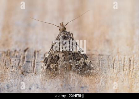 Alucita hexadactyla, une teigne à vingt panaches. Banque D'Images