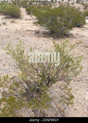 Noël cholla (Cylindropuntia leptocaulis) Plantae Banque D'Images