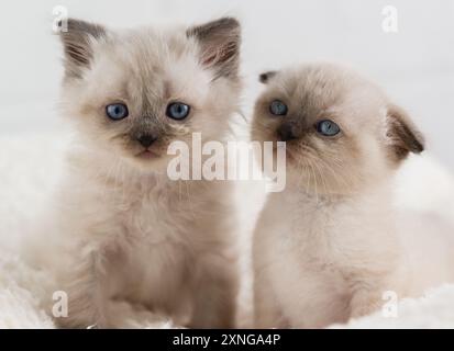 Deux chatons mignons aux yeux bleus de couleur point sont assis sur une couverture moelleuse blanche Banque D'Images