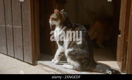 Un chat calme assis dans un rayon de soleil à la porte d'une maison en bois, représentant la tranquillité et le confort de la vie en plein air pour un félin. Banque D'Images