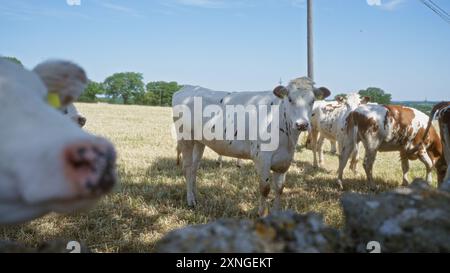 Un troupeau de vaches tachetées se tient ensemble dans un champ ensoleillé entouré de verdure luxuriante et d'un ciel bleu à l'extérieur. Banque D'Images