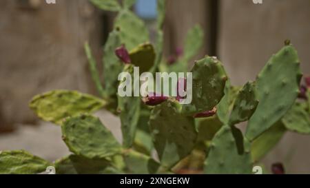 Gros plan de cactus de barbarie, opuntia ficus-indica, en plein air dans les pouilles, en italie, présentant des tampons verts et des fruits violets sous la lumière du soleil. Banque D'Images