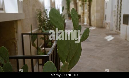 Un cactus de barbarie prospère le long d'une charmante rue de pierre à lecce, pouilles, italie, capturant l'essence d'une cour méditerranéenne avec sa luxuriante Banque D'Images
