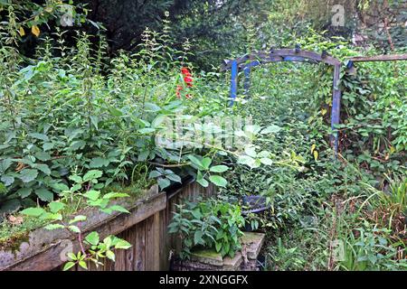 Ehemalige Gärten im Siedlungsraum Ein verfallener und verwilderter Garten wird zu einem Schandfleck. *** Anciens jardins dans les zones résidentielles Un jardin délabré et envahi devient une horreur Banque D'Images