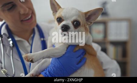 Une jeune femme hispanique vétérinaire tient un chihuahua lors d'un contrôle dans une clinique vétérinaire. Banque D'Images