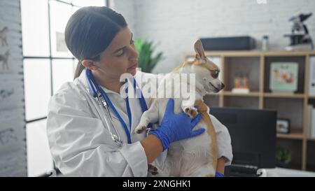 Une jeune femme hispanique vétérinaire tient un chihuahua dans sa clinique, montrant leur connexion dans un lieu de travail vétérinaire intérieur. Banque D'Images