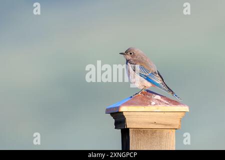 Mountain Bluebird (Sialia currucoides) perché sur un poteau près de Creede, Colorado Banque D'Images