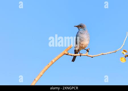 Mountain Bluebird (Sialia currucoides) perché sur une branche près de Creede, Colorado Banque D'Images