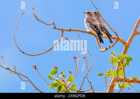 Un couple de Bluebirds des montagnes (Sialia currucoides) perché sur une branche près de Creede, Colorado Banque D'Images