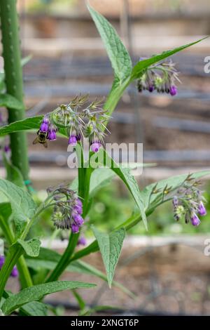 Issaquah, Washington, États-Unis.Arbuste à fleurs communes de Comfrey, également connu sous le nom de Boneset, Knitbone, Quaker Comfrey et racine glissante Banque D'Images