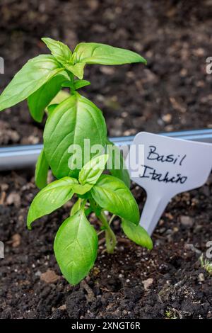 Issaquah, Washington, États-Unis. Le basilic italien ou génois commence dans un jardin printanier Banque D'Images