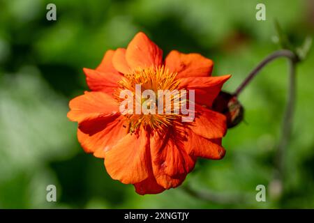 Issaquah, Washington, États-Unis. Fleur écarlate Avens Banque D'Images