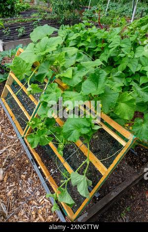 Issaquah, Washington, États-Unis. Courge poussant sur un treillis de style A-frame dans un jardin communautaire Banque D'Images