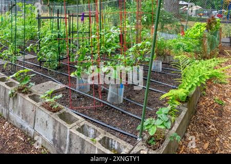 Issaquah, Washington, États-Unis. Plants de tomates poussant dans des cages dans un lit surélevé en bloc de cendre dans un jardin communautaire Banque D'Images