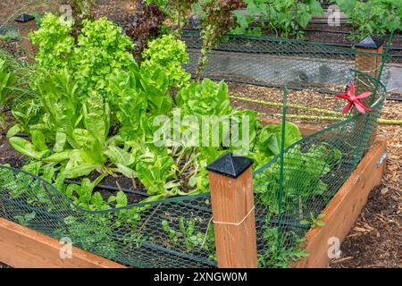 Issaquah, Washington, États-Unis. Divers types de laitue poussant dans un jardin clôturé surélevé dans un jardin communautaire Banque D'Images