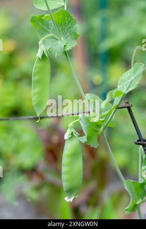 Issaquah, Washington, États-Unis. Pois neige sur la vigne prête à la récolte Banque D'Images