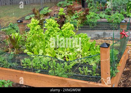 Issaquah, Washington, États-Unis. Divers types de laitue poussant dans un jardin clôturé surélevé dans un jardin communautaire Banque D'Images