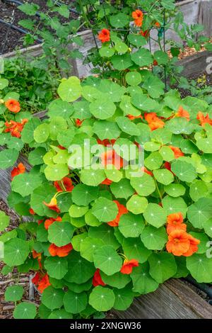 Issaquah, Washington, États-Unis. Nasturtiums poussant sur le côté d'une plante de tomate. Ce sont des plantes compagnons. Banque D'Images