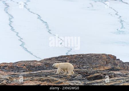 Ours polaire marchant sous un énorme glacier sur Besselsbreen dans les îles Svalbard Banque D'Images