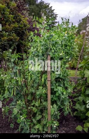 Pisum sativum, Lathyrus oleraceus ou pois de jardin poussant dans la parcelle de légumes en été. Pois et fleurs blanches sur les plantes. Banque D'Images