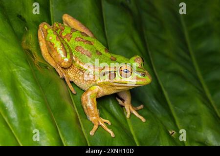 Grenouille australienne verte et dorée en voie de disparition Banque D'Images