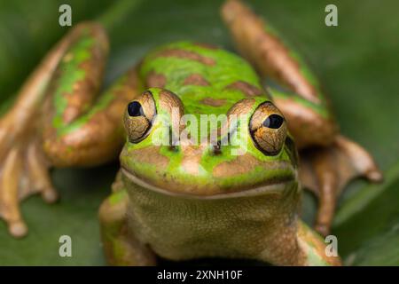 Grenouille australienne verte et dorée en voie de disparition Banque D'Images