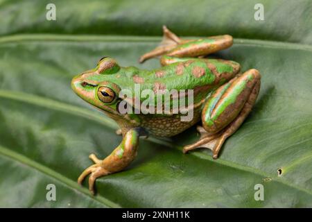 Grenouille australienne verte et dorée en voie de disparition Banque D'Images