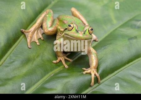 Grenouille australienne verte et dorée en voie de disparition Banque D'Images