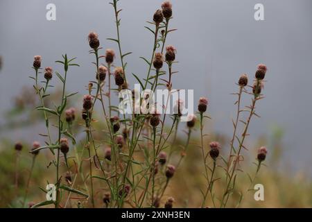 knapweed tacheté Banque D'Images