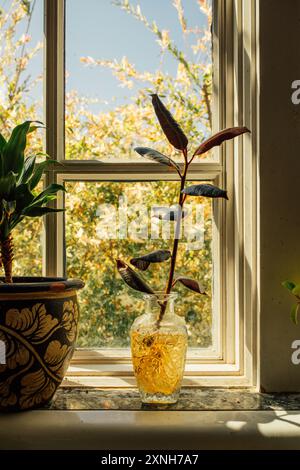 propager un arbre à caoutchouc sur le rebord de la fenêtre dans la cuisine Banque D'Images