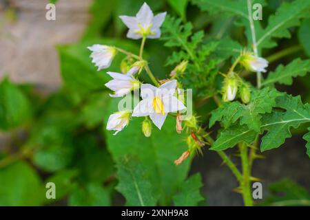 Caroline Horsenettle fleurs avec ses feuilles, nom scientifique - Solanum carolinense Banque D'Images