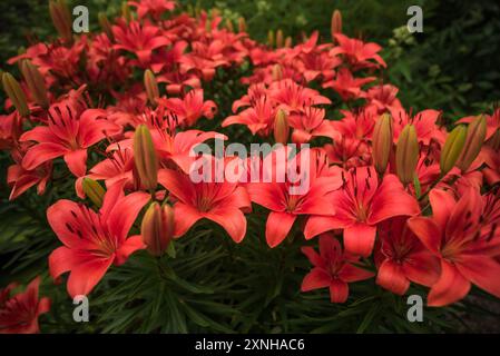 Lilium Asiatic Hybrid ou Red Lys poussant en russie Banque D'Images