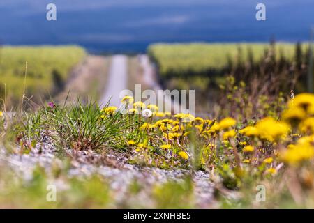 Parcelle de fleurs sauvages vue le long de la route de l'Alaska au printemps avec de belles fleurs saines et de la verdure. Banque D'Images