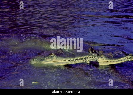 Le Gavialis gangeticus, également connu sous le nom de crocodile gavial ou mangeur de poissons, est un crocodilien de la famille des Gavialidae et parmi les plus longs d'entre eux Banque D'Images