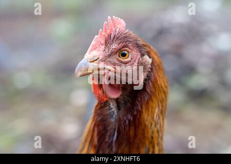 Gros plan du visage d'un poulet Ameracauna dans une cour de ferme Banque D'Images