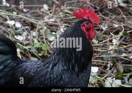 un beau coq noir avec un peigne très rouge libre-portée dans une cour de ferme Banque D'Images