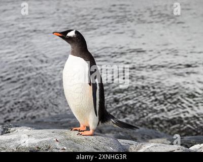 Vue latérale du manchot du Gentoo du Sud (Pygoscelis papua ellsworthi), île Pleneau, Antarctique Banque D'Images