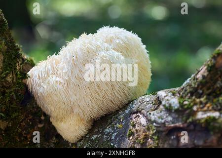 Champignon Lion's Mane poussant sur une bûche moussue dans une forêt. Banque D'Images