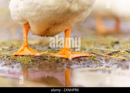 Gracieuse cuisse de canard blanc se dresse élégamment au-dessus d'une petite flaque d'eau à la ferme Banque D'Images