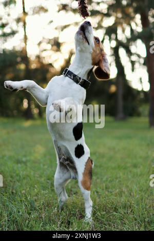 Beagle Puppy joue avec le bâton. Il est dans le parc au coucher du soleil Banque D'Images