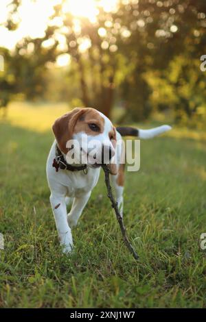 Beagle Puppy joue avec le bâton. Il est dans le parc au coucher du soleil Banque D'Images