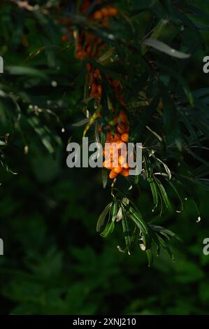 Gros plan baies orange mûres d'argousier sur les branches avec des feuilles vertes. Fond sombre. Recadrage vertical. Gros plan. Banque D'Images