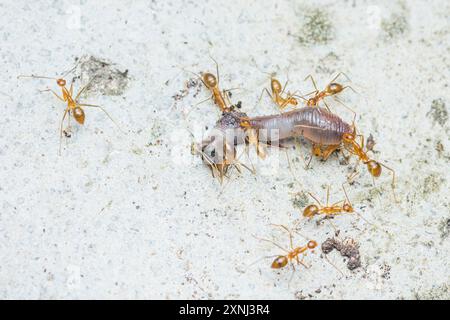 Un groupe de fourmis rouges déplace la proie, la mouche de voleur devient nourriture pour les fourmis rouges, le travail d'équipe de Red weaver fourmis, Red fourmis est travail d'équipe, sélectif foyer. Banque D'Images